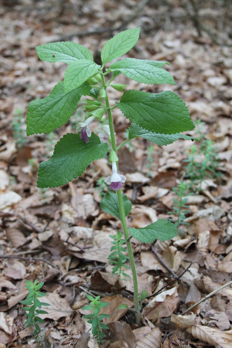 Gewöhnliches Immenblatt (Melittis melissophyllum) - © Philipp Sengl Gewöhnliches Immenblatt (Melittis melissophyllum) - © Philipp Sengl
